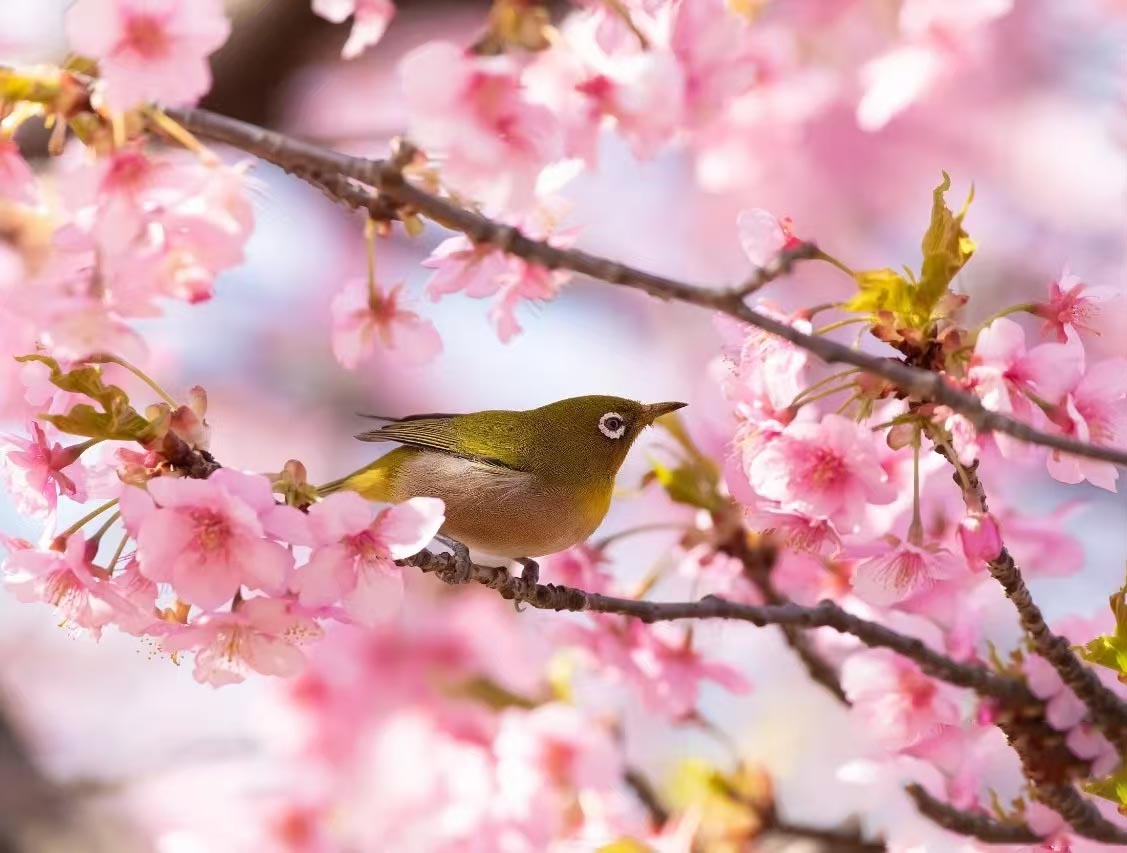 ������÷����